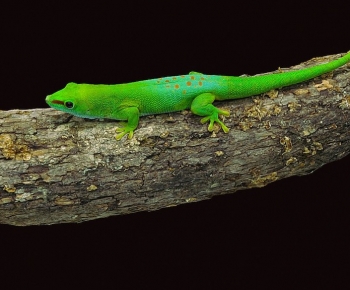 Modern Reptile-ID:795865069