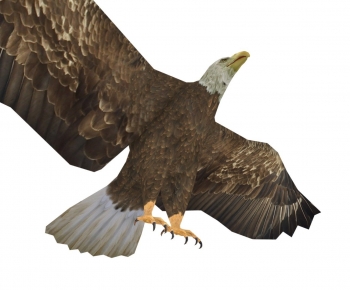 Modern Animal-ID:421556004