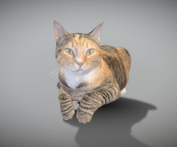Modern Animal Cat-ID:944677115