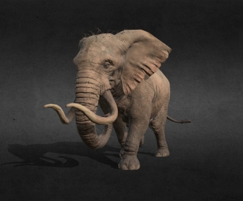 Modern Animal-ID:705040932