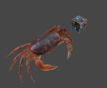 Modern Animal-ID:977401976