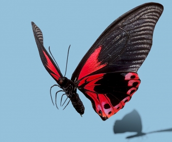 Modern Animal-ID:347650153