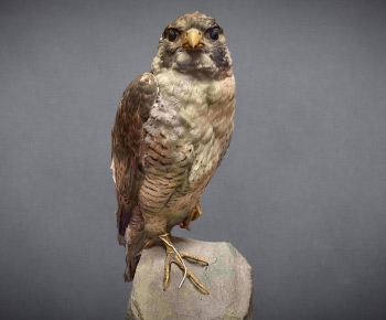 Modern Animal-ID:247601997
