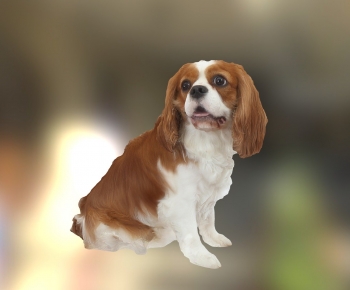 Modern Animal Dog-ID:892100347