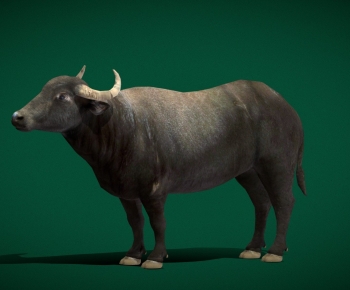 Modern Mammal-ID:880016099