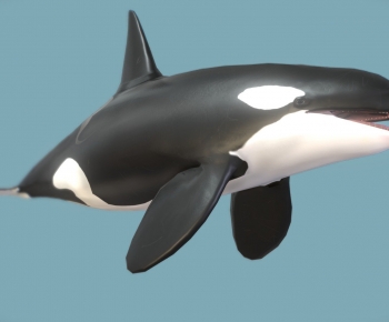 Modern Aquatic Animals-ID:983707901