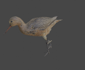 Modern Animal-ID:723738915
