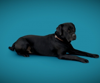 Modern Animal Dog-ID:513360026