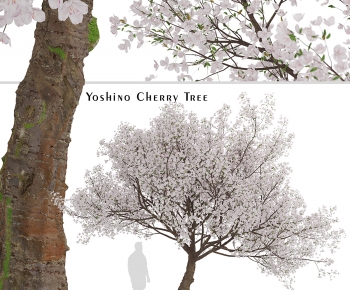 Modern Tree-ID:552673104