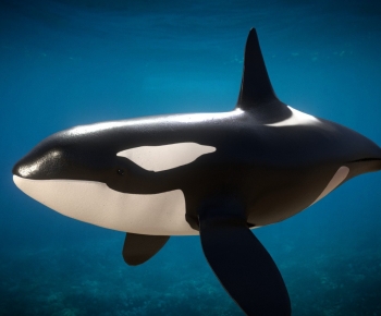 Modern Aquatic Animals-ID:162877088