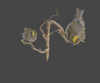 Modern Animal-ID:923305996