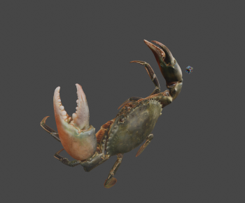 Modern Animal-ID:349211935