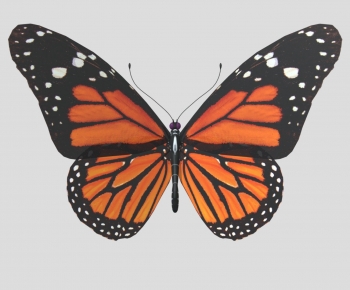 Modern Animal-ID:517119886