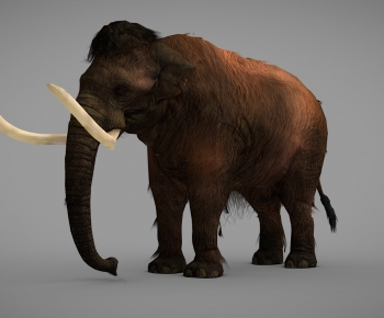 Modern Animal-ID:799660762