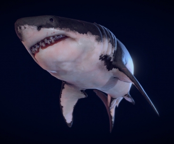 Modern Aquatic Animals-ID:736908912