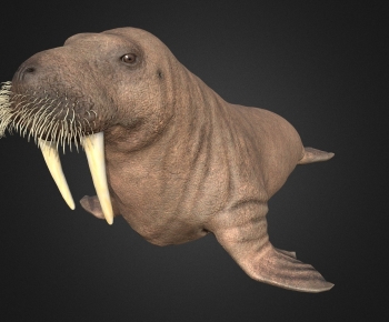 Modern Mammal-ID:458677052