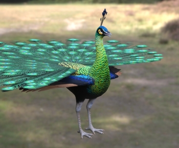 Modern Flying Animals-ID:492450958