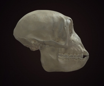 Modern Animal-ID:890500071