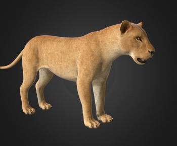 Modern Animal-ID:955950023