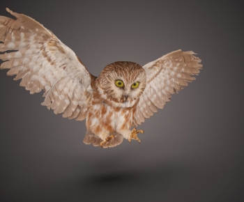 Modern Animal-ID:377696048