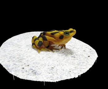 Modern Animal-ID:642731904