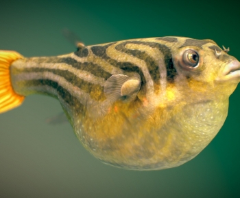 Modern Aquatic Animals-ID:456115969
