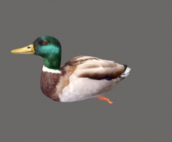 Modern Poultry Animal-ID:453192952