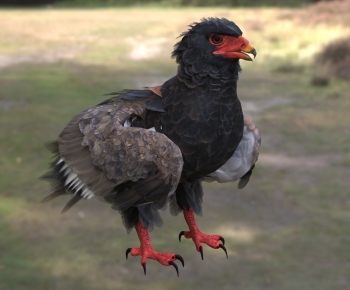 Modern Flying Animals-ID:131513124