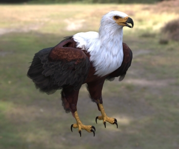 Modern Flying Animals-ID:620307922