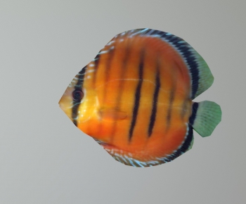 Modern Aquatic Animals-ID:179477931