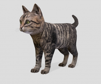 Modern Animal Cat-ID:984152082