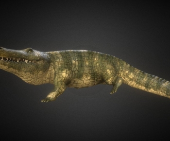 Modern Reptile-ID:430028928