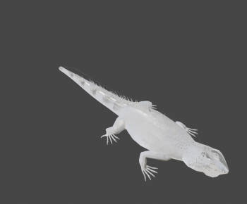 Modern Reptile-ID:108109006