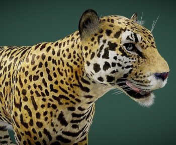 Modern Animal-ID:538022047