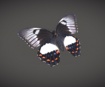 Modern Flying Animals-ID:453676941