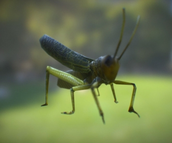 Modern Animal-ID:284061916