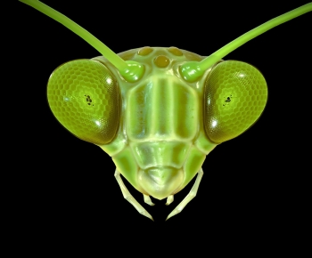 Modern Animal-ID:629019784