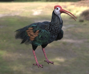 Modern Flying Animals-ID:184473995