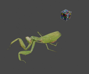 Modern Animal-ID:496874096