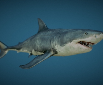 Modern Aquatic Animals-ID:126887088