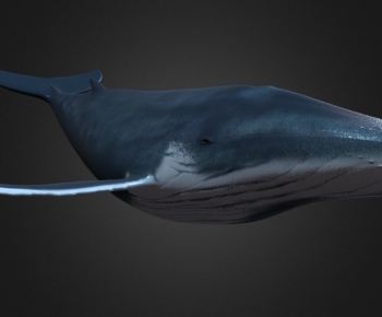 Modern Aquatic Animals-ID:928647044