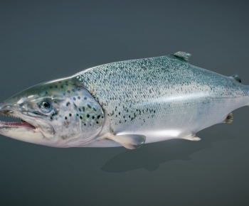 Modern Animal-ID:244503027