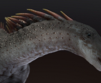 Modern Animal-ID:559134016