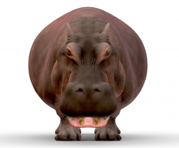 Modern Animal-ID:560386904