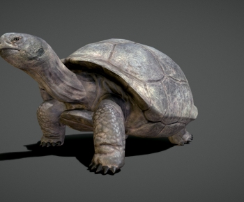 Modern Reptile-ID:876641045