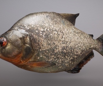 Modern Animal-ID:397161961