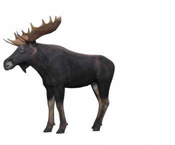 Modern Animal-ID:208731897