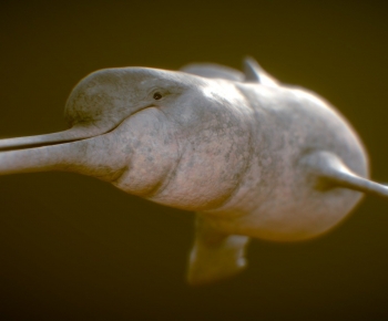 Modern Animal-ID:637319126