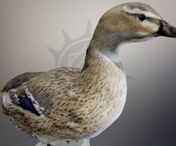 Modern Animal-ID:506268029
