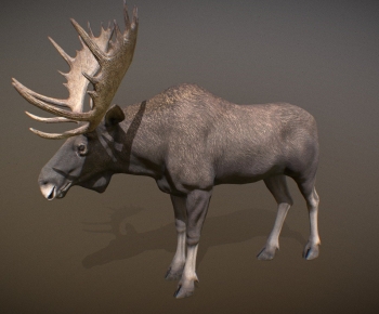 Modern Mammal-ID:443753961